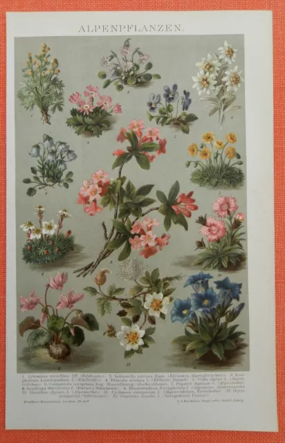 Edelweiß Glockenblume Enzian Silberwurz Alpenpflanzen  LITHOGRAPHIE 1892