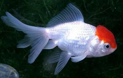 3x Red Cap Oranda Goldfish (1.5"-2") Live Fish 2Day Fedex shipping