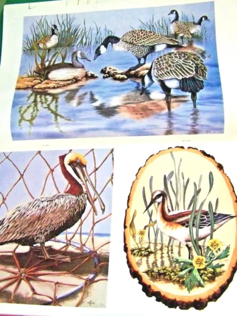 Wings Over Water V4 Claudia Nice 1983 Scheewe 50 Waterfowl Species Sketch Paint