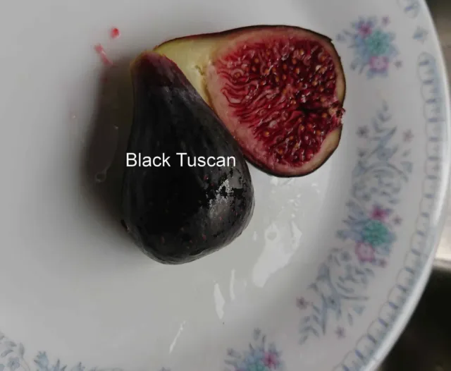 Black Tuscan fig cuttings.