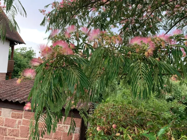 50 Samen Seidenbaum Albizia julibrissin Schlafbaum Zierbaum Pflanze Garten Baum 2