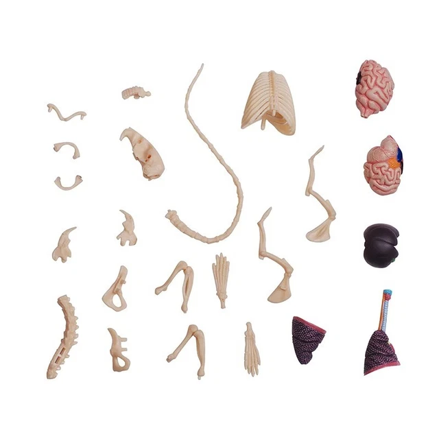 Modèle D Anatomie De La Souris Blanche Apprentissage éducation Sciences