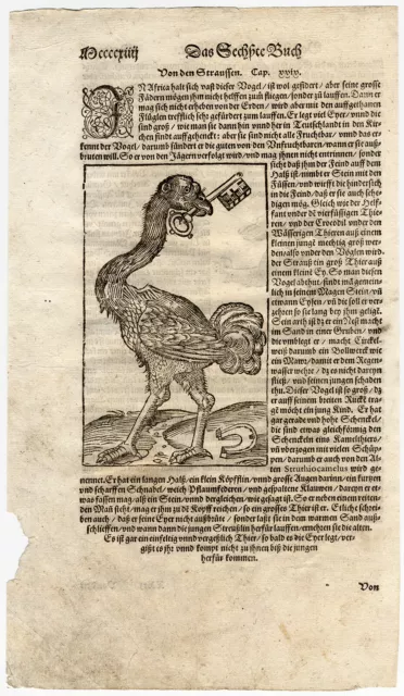 Antique Print-OSTRICH-PANTHER-LEOPARD-AFRICA-Munster-1592