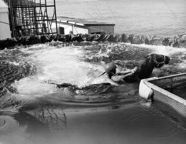 Diving Horse Attraction at the Steel Pier 1977 in Atlantic City, - Old Photo 2