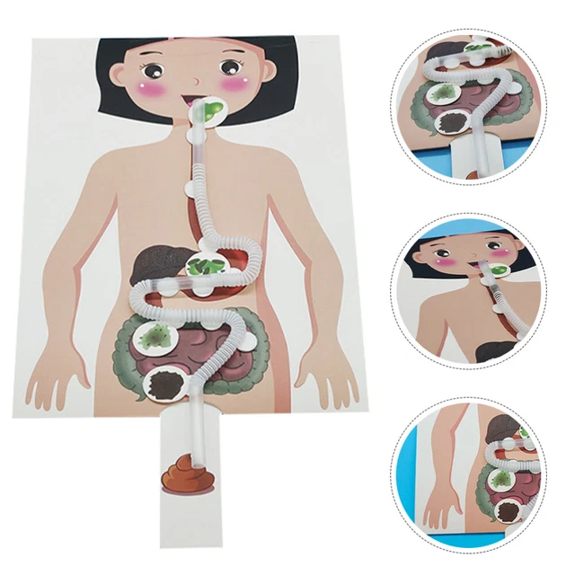 2 Sets of DIY Craft Food Human Digestive System Models Kids Educational Toys