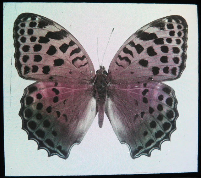 Antike magische Laterne Rutsche ~ Argynnis Childreni großer silberstreifen Schmetterling