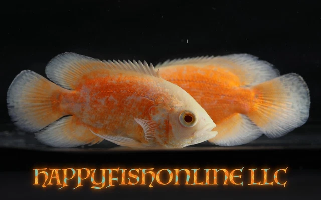 Super Red Fire Chili Oscars !!!Sale!!! Last (2) Neon Colored Live Fish! 4" & 5"
