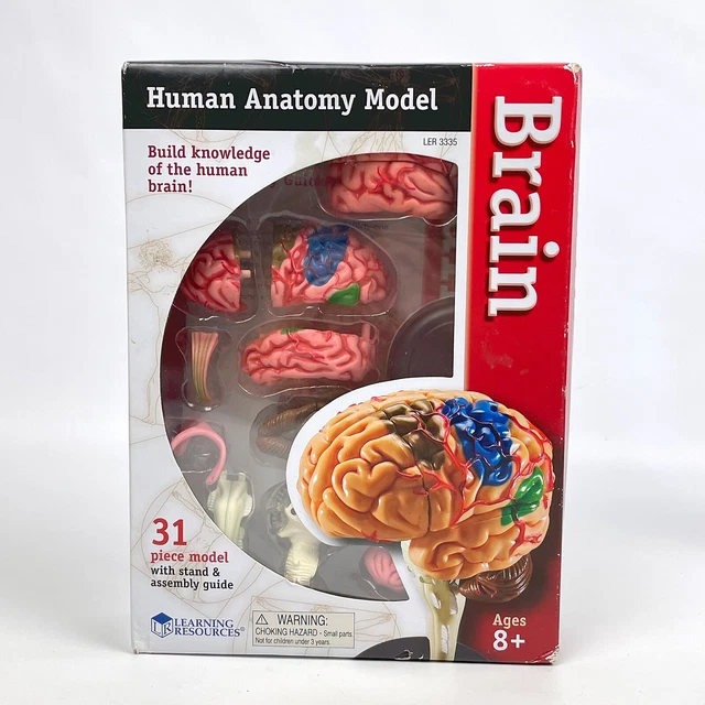 LEARNING RESOURCES HUMAN Anatomy Model THE BRAIN 31 Pieces w/ Stand