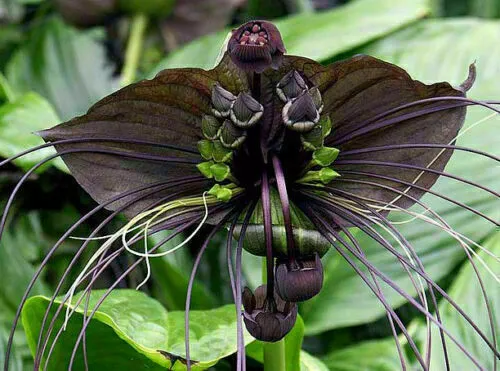 TACCA CHANTRIERI, 10 graines de plante tropicale ORCHIDÉE