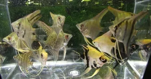 Assorted Color Angelfish LIVE FISH Read Description