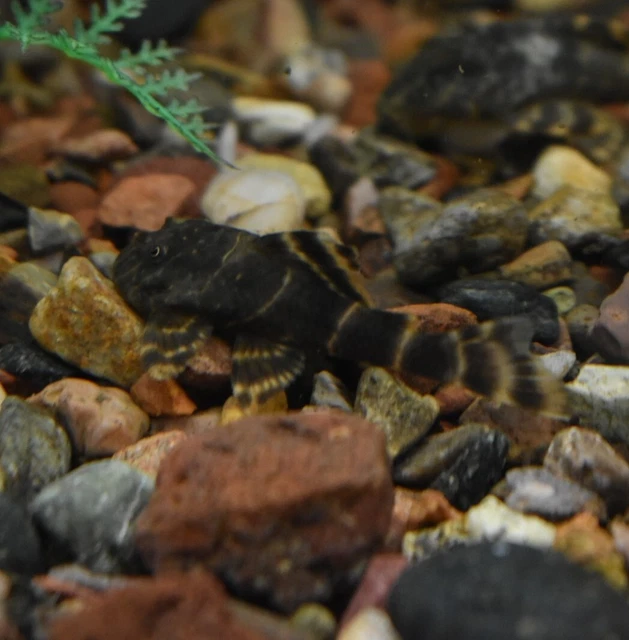 Live Candy Stripe Pleco L015 (1.5" Tropical Aquarium Fish) *PLS READ DESCR* 6