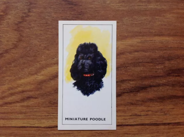 GP Tea Dogs Heads Miniature Poodle  Card . Free UK Postage