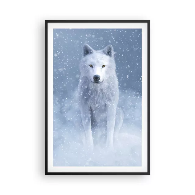 Cuadro Poster de Pared 61x91cm P�ster Marco Blanco lobo nieve Wall Art Prints