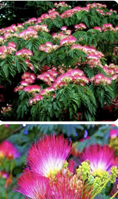 LIVE!Persian Silk Tree ! Mimosa Umbrella Tree 2ft Tall Rooted Tree Hot Pink
