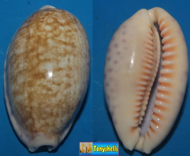 Tonyshells Seashells Cypraea chinensis CHINESE COWRY 48mm F++/F+++ Superb Color