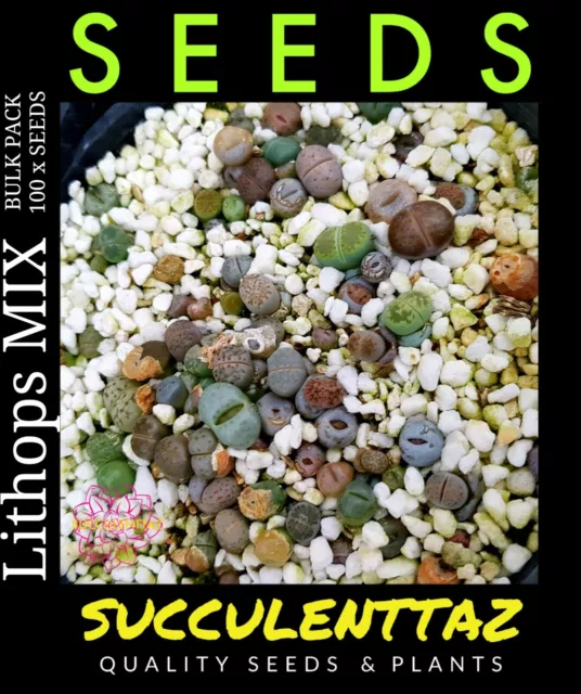 Lithops MIX bulk 120 + SEEDS MESEMB LIVING STONE SPLIT ROCK SUCCULENT CACTUS