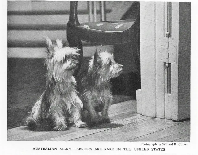 Australian Silky Terrier - CUSTOM MATTED - 1936 Dog Art "Photo Print"