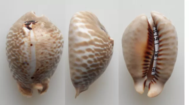 Conchiglia - shell  :  cypraea mus bicornis f. donmoorei selected