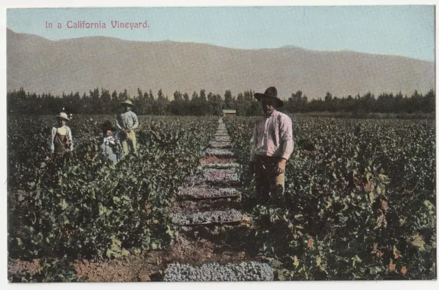 c1900s California Vineyard Wine Country VTG CA Postcard