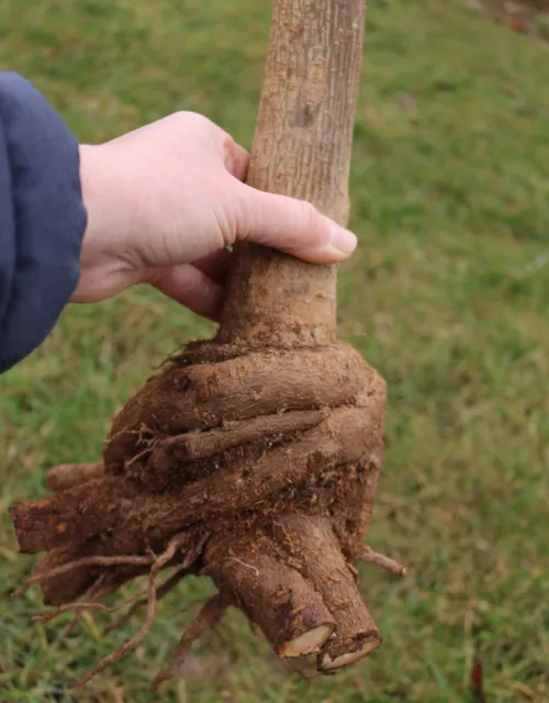 Kiribaum, Paulownia "Turbo Pro" im 2. Jahr und mit neuem Austrieb