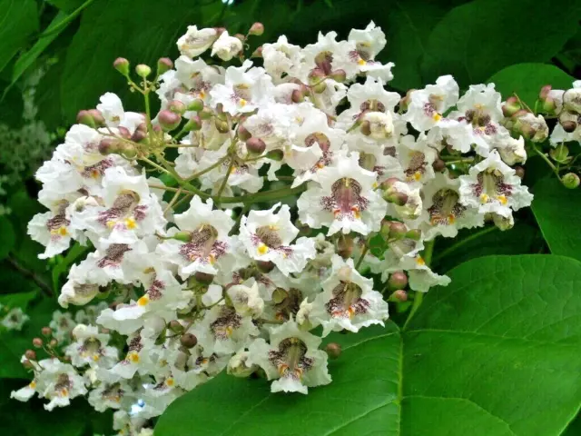 30 SOUTHERN CATALPA SEEDS - Catalpa bignonioides