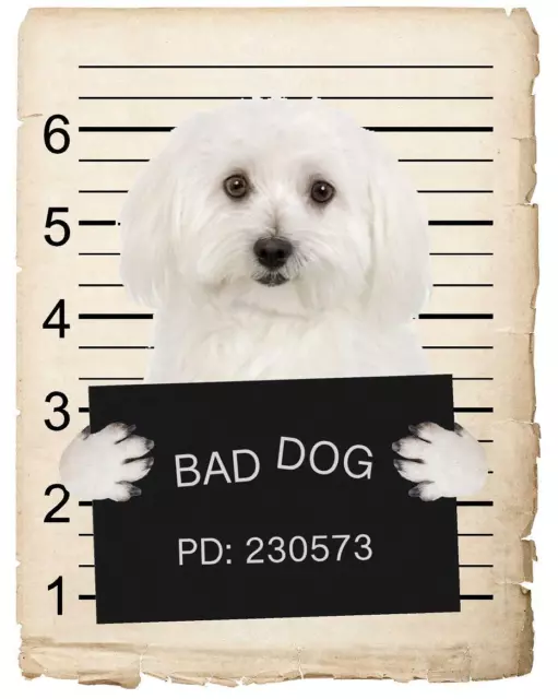 Bichon Frise Mugshot Bad Dog Fridge refrigerator Car Magnet