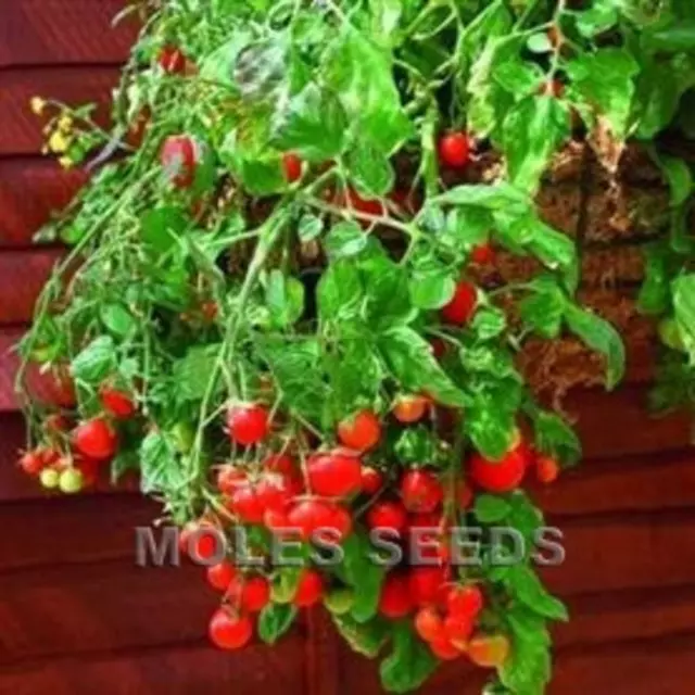 TOMATO RED TUMBLING TOM TRAILING HANGING BASKET TOMATO 10 to 100 seed MULTIPLE