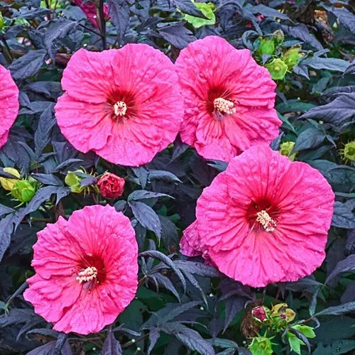Organic Pre Stratified Hardy Pink Hibiscus Seeds Hummingbirds Butterfly