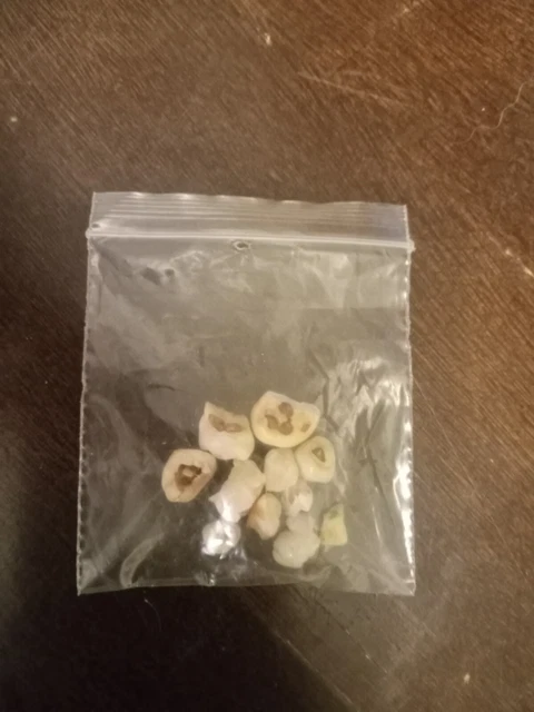 human baby teeth