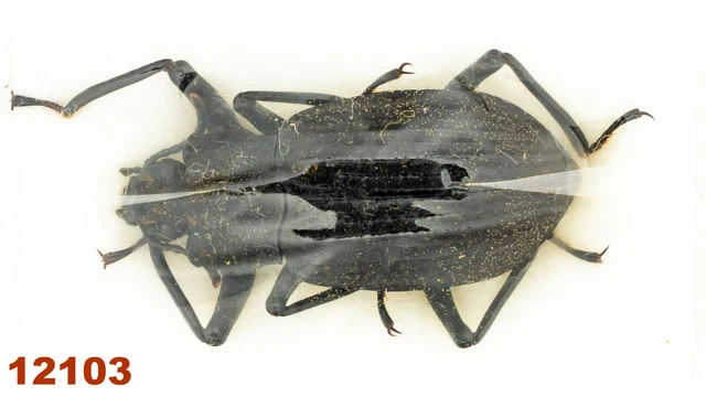 Tenebrionidae sp.  A1, 20 mm, 1 pc