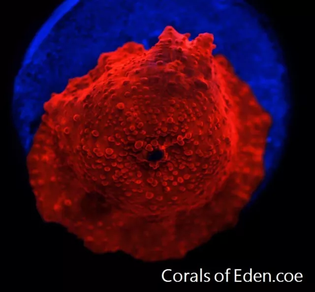 CORALS OF EDEN ~ Rockstar Disco Mushroom Coral Frag  Live Coral for Sale LPS SPS