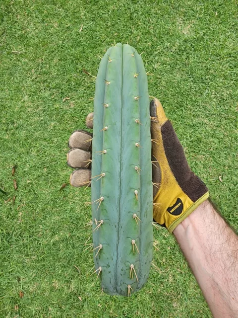 Cactus Cutting, "Roy" Pachanoi.