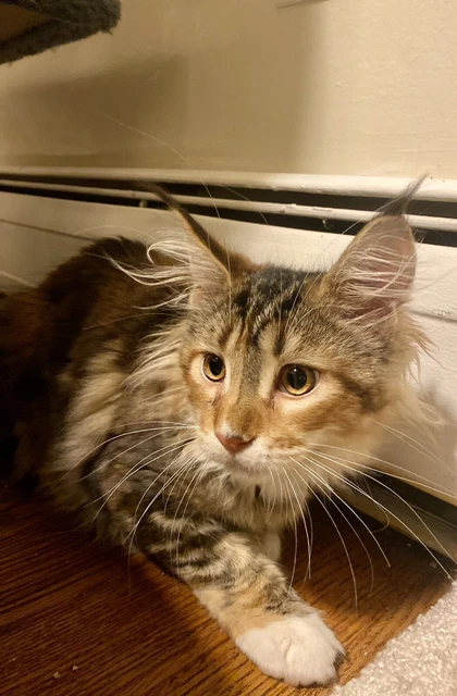Maincoon Kittens