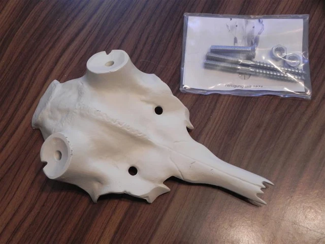 Gamo Dam Ciervo Cráneo Artificial Cabeza Principal Arte 35mm Decoración Nuevo