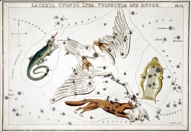 11300.Decor Poster.Home room Wall art.Astrology.Mythology.Horoscope.Lacerta