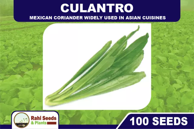 Culantro 100 Seeds Mexican Coriander Culinary Herb Widely Used in Asian Cuisines