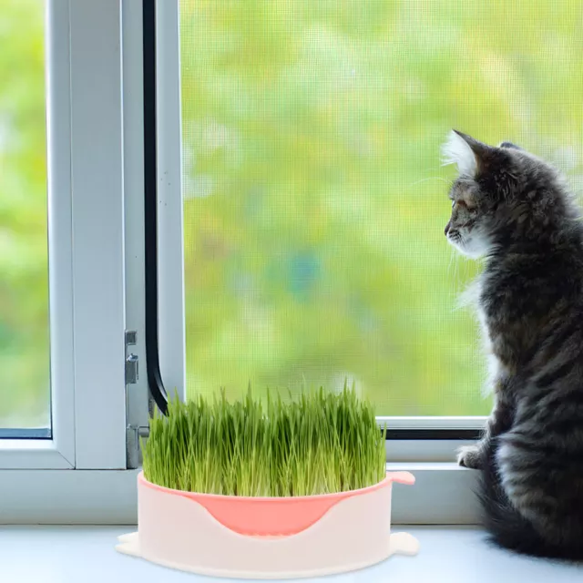 3 piezas bandeja de pasto para gatos hierba hidropónica hierba gatera caja de plantación sin suelo matadora de pasto para gatos