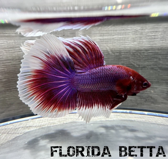 Live Betta Fish RED FANCY MASCOT  HALFMOON (HMPK MALE)-USA Seller A190