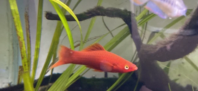 1x Red velvet Swordtails Freshwater Fish Live Male