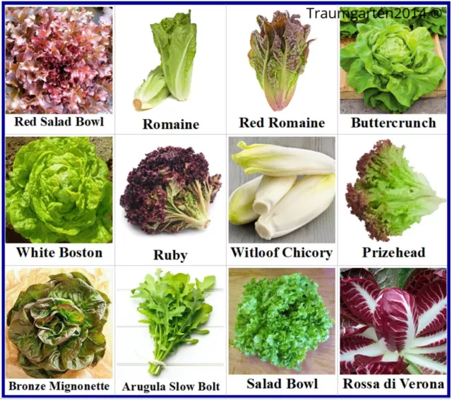 Salat Samen Set 12 Sorten - Saatgut mit hoher Keimrate - für Garten und Balkon