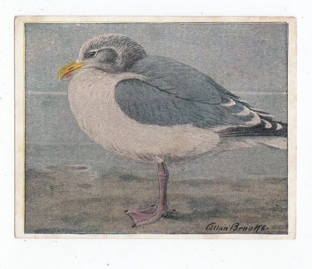 1925 ITC Canada - Birds Of Western Canada #76 Glaucous-Winged Gull