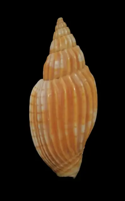 Conchiglia Shell LYRIA DELESSERTIANA W/O Madagascar 52,0 mm