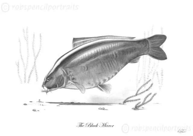 THE BLACK MIRROR Classic Famous Carp Series Pencil Drawing Fishing Art Print