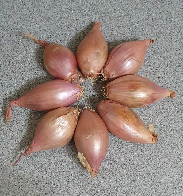 Big Red Shallots Onion 8 Bulbs Ready To Plant Harvest This Year