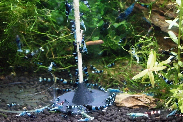 Shrimp-Lollies Komplett-Set + 2 Halter (8x10 Stück = 80 Stück