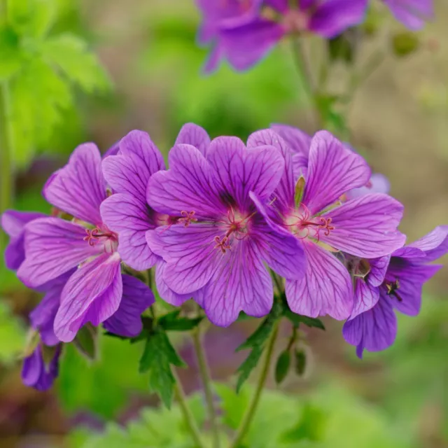 T&M Geranium Hardy Magnificum Garden Plant Hardy Perennial Flowering Bareroots