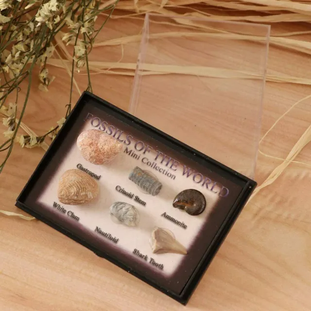 Natural Rare Fossils of the World Box Perfect Science Gift for Parents and Kids