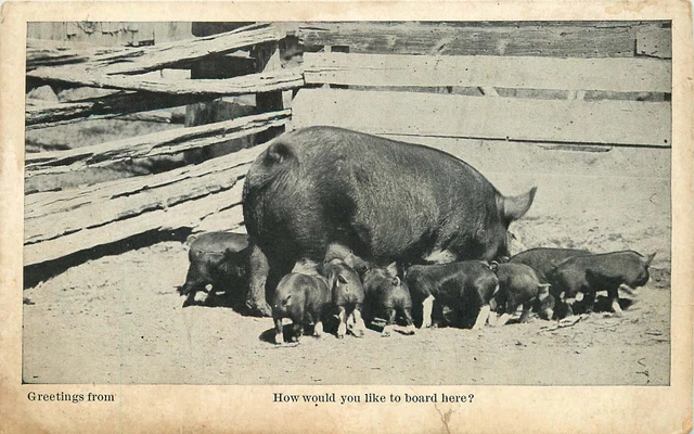 Cochons Avec Lots De Porcelets How Would You Comme Pour Carte Here? Postale