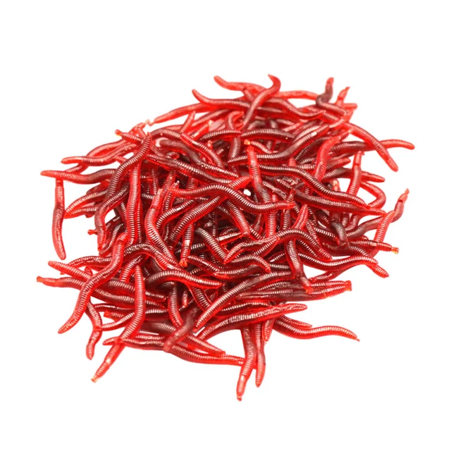 Scatola Esche Artificiali Pesce Persico BOX MB