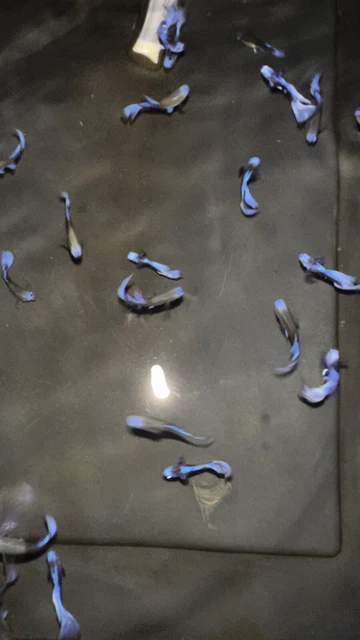 pre-order 1 Trio Purple Koi live Guppy fish Aquarium ( 1 day shipping on May31 ) pre-order 1 Trio Purple Koi live Guppy fish Aquarium ( 1 day shipping on May31 )